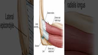 Anatomy Posterior Forearm Muscles shorts [upl. by Euqinwahs]