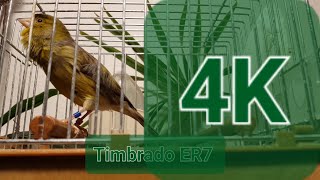 Timbrado Español Classico Original 1712  Part 1 4K Canary [upl. by Yrmac]