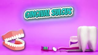 Gingival sulcus  Everything Dentistry 🍎👄🔊✅ [upl. by Dnalyk527]