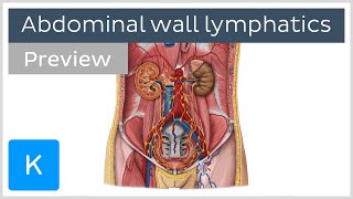 Lymphatics of the posterior abdominal wall preview  Human Anatomy  Kenhub [upl. by Elletsyrk]