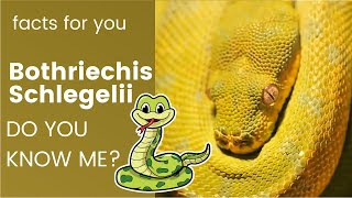 Bothriechis schlegelii facts 🐍 eyelash viper facts 🐍 native to Central and South America [upl. by Htyderem940]