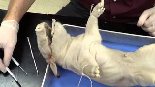 Fetal Pig Dissection Part 1 [upl. by Leandre]