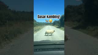 Kasih lewat kambing atau si biribiri ini dulu deh newzealand travel solotravel soloteaveler [upl. by Roscoe]