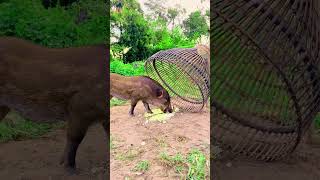 Creative wild boar trap  Experiment with wild boar trapwildboar wildlife animation skilltrap [upl. by Hael575]