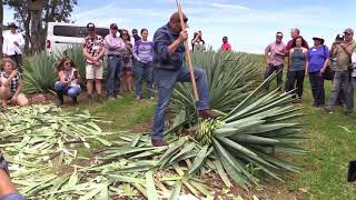 Agave Cut Demo [upl. by Jeb87]