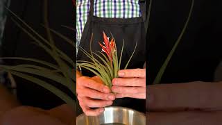 Plant Highlight Tillandsia [upl. by Aicella205]