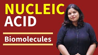 Understanding Nucleic Acids Key Concepts from NCERT Class 11 Biology [upl. by Leunamne886]