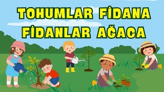 Tohumlar Fidana Fidanlar Ağaca  Çocuk Şarkısı [upl. by Adnamra891]