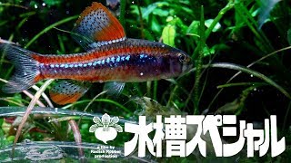 水草水槽の奥地に幻の小型熱帯魚は実在した！（水曜ｽﾍﾟｼｬﾙ ｱｸｱﾘｳﾑ 熱帯魚） [upl. by Eiffe]