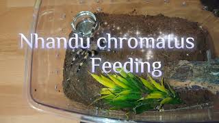 nhandu chromatus feeding [upl. by Luar390]