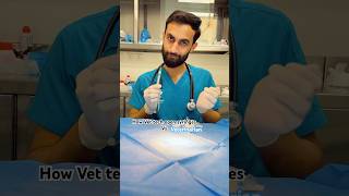 Vet technician vs veterinarian veterinary [upl. by Allemac635]