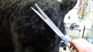 BarentsNight kennel How I groom my dogs back legs [upl. by Nelia]