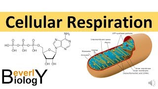 Cellular Respiration in detail [upl. by Halilad77]