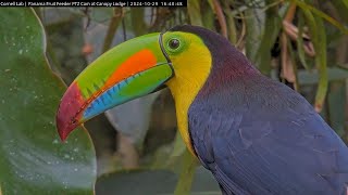 Keelbilled Toucan 16 19 10 29 24 [upl. by Frame]