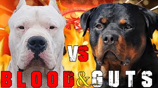 Dogo Argentino vs Rottweiler  Rottweiler vs Dogo Argentino  Powerful Guard Dog   Billa Boyka [upl. by Aniad308]