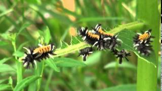 milkweed tussock moth caterpillars [upl. by Morganstein]