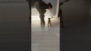 UNA BELLISSIMA MAGIA PER PIPPA😂 joeyerina joeydistefano pippajoeyerina bulldogfrancese [upl. by Rogerio]