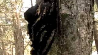 Chaga Inonotus Obliquus harvest in Quebec Canada [upl. by Yoc]