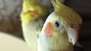 Easy Cockatiel Training Parrot Singing and Whistling Practice [upl. by Pollie]