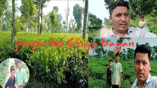 Hariyali chiya bagan jhapa [upl. by Razec]