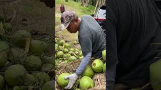 Panen Kelapa Pandan Wangi  kelapapandanwangi [upl. by Brianna]