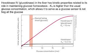 Glycolysis amp gluconeogenesis Intoodeep edition   For those who like details [upl. by Assilev]