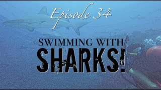 SHARKS in the Tuamotus Sailing Zatara Ep 34 [upl. by Secundas510]