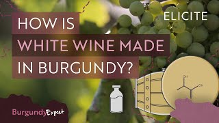 White Winemaking In Burgundy Explained [upl. by Aicnilav]