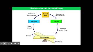 Osmoregulation as an example of negative feedback [upl. by Anelis]