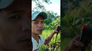 Applying Herbicide in the rubber farm farmer [upl. by Anairda143]