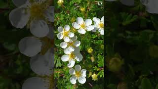 Shrubby Cinquefoil InFocus 4K shorts fyp [upl. by Aldos]