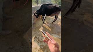 Oxytetracycline injection in cattle [upl. by Revorg]