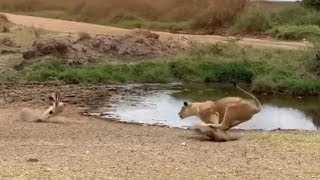 Lion fails to catch gazelle in epic safari footage [upl. by Maze]