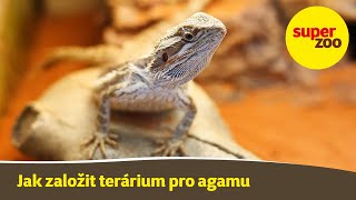 14 díl Jak založit terárium pro agamu  Škola Super zoo [upl. by Werdnael]