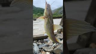 ត្រីទី១ fish fishes fishingvideo cambodia fishingtechniques fishingtrip [upl. by Eiduj359]