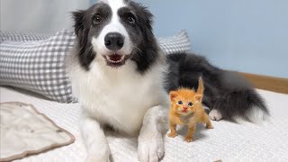 Tiny Kitten Was Rescued and Raised By Border Collie Now He Considers Himself a Dog [upl. by Jochebed240]