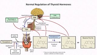 Thyroid Hormones and Thyroid Function Tests [upl. by Renata]