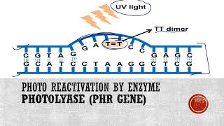 Photoreactivation or Light repair of DNA [upl. by Joshuah]