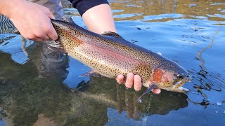 2024 Adult Trout Stocking Schedule Now Available BRoll [upl. by Fae]