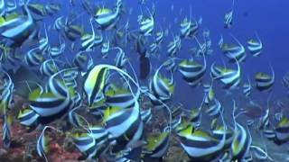 Moorish Idols Zanclus cornutus and Black amp White Butterflyfish Heniochus acuminatus [upl. by Aehtla]