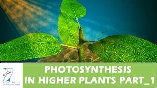 PHOTOSYNTHESIS IN HIGHER PLANTSPART 01 [upl. by Seaver68]