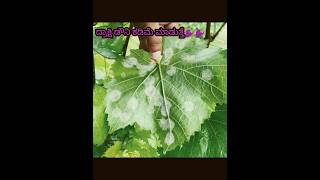 🍇🍇matco gold fungicide🍇🍇💥grape downymildewyt downy downywoodpecker [upl. by Wilden]