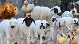 Hayvan belgeseli  İnek Videoları  Kedi videoları  Koyun sesi  Keçi  Kuzu  Tavuk  CivcivKöpek [upl. by Yevi589]