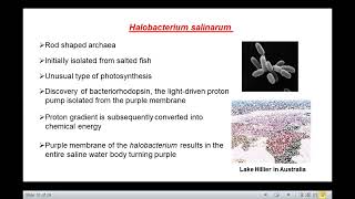 Archaea Classification amp Applications [upl. by Miranda]