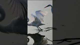 Every day at dawn egrets gather in groups along the coastline of Jiaozhou Bay to search for food [upl. by Elton]