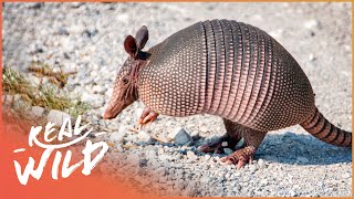 Armadillos Natures Armoured Miracles Wildlife Documentary  Wild America  Real Wild [upl. by Kielty]