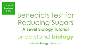 Benedicts test for Reducing Sugars Alevel Biology OCR A Eduqas Edexcel AQA [upl. by Wake]