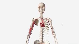 Brachial Artery  Anatomy Branches amp Relations [upl. by Centeno]