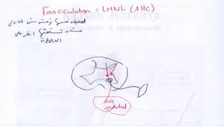 fasciculation vs clonus [upl. by Sitsuj]