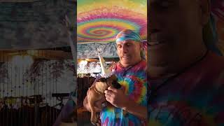 Tootsie Roll Gonzalez 3 year old birthday 112124 shorts shortdvideo tiedye dog art dogfight [upl. by Anovad]